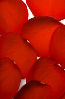 Free Stock Photo of rose