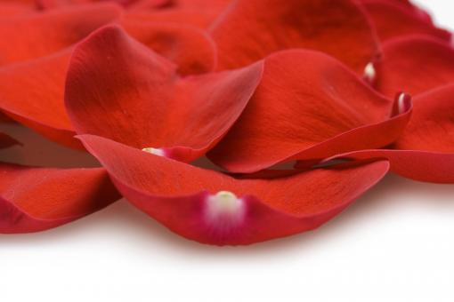 Free Stock Photo of rose petals