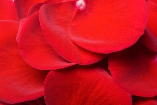 Free Stock Photo of rose petals