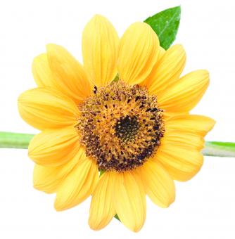 Free Stock Photo of flower