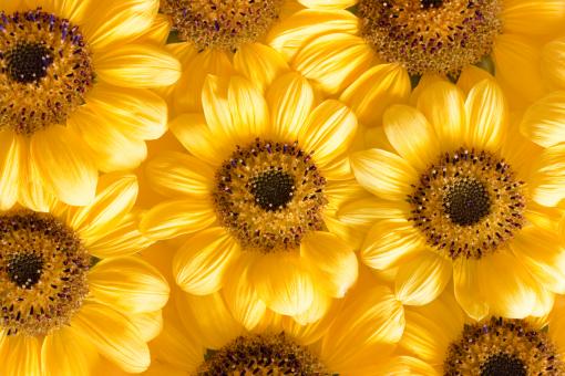 Free Stock Photo of flowers