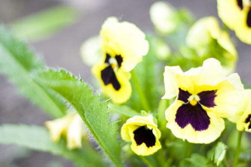 Free Stock Photo of flowers