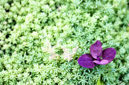 Free Stock Photo of flower