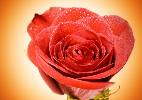 Free Stock Photo of flower