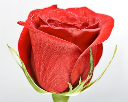 Free Stock Photo of flower