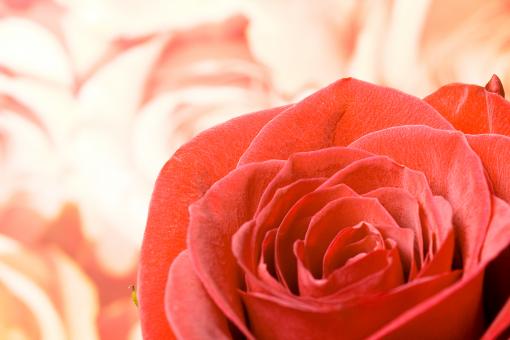 Free Stock Photo of flower
