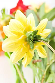 Free Stock Photo of flower