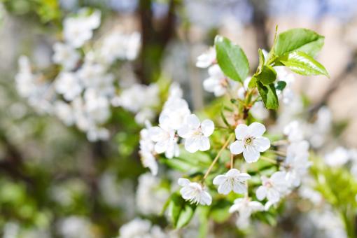 Free Stock Photo of flowers