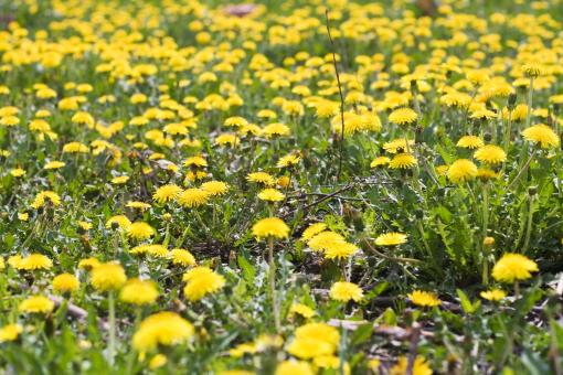Free Stock Photo of flowers