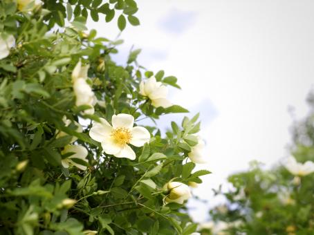 Free Stock Photo of flowers