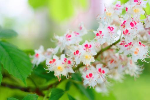 Free Stock Photo of flower