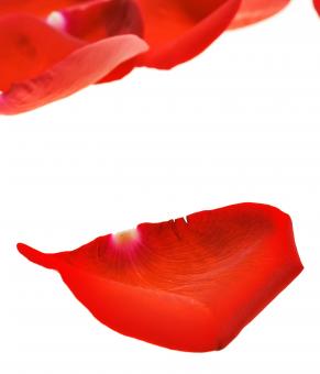 Free Stock Photo of rose petals