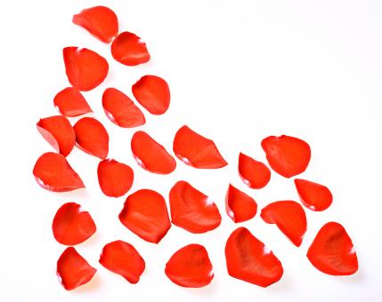 Free Stock Photo of rose petals