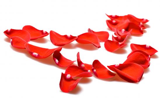 Free Stock Photo of rose petals