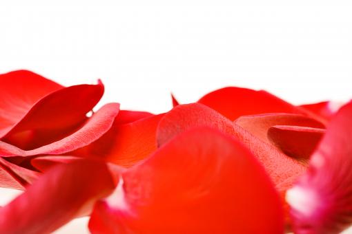Free Stock Photo of rose petals