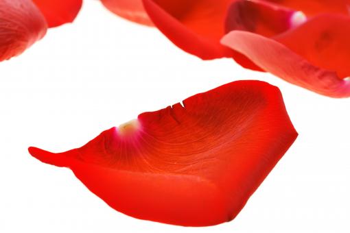 Free Stock Photo of rose petals
