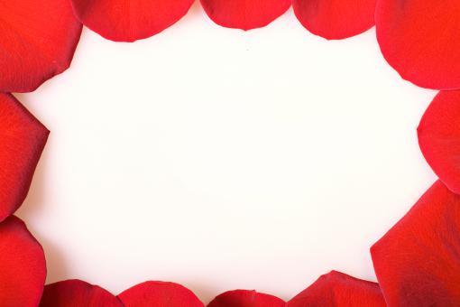 Free Stock Photo of rose petals