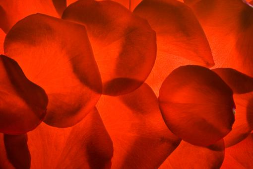 Free Stock Photo of rose petals