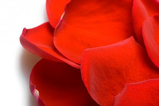 Free Stock Photo of rose petals