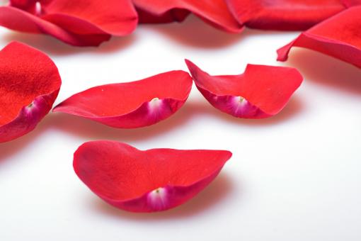 Free Stock Photo of rose petals