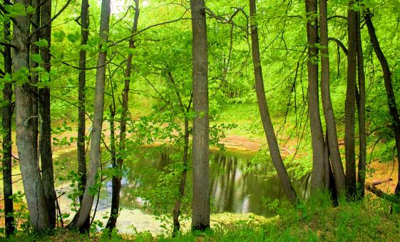 Free Stock Photo of nature