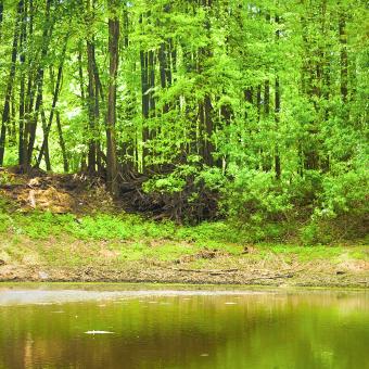 Free Stock Photo of nature