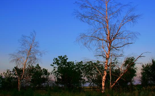 Free Stock Photo of tree