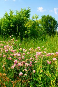 Free Stock Photo of flowers