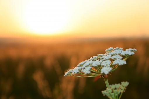 Free Stock Photo of flower