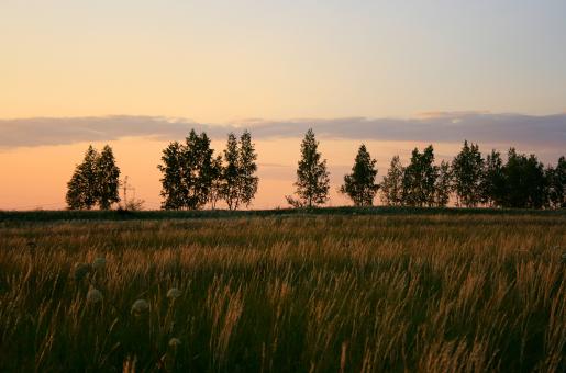 Free Stock Photo of trees