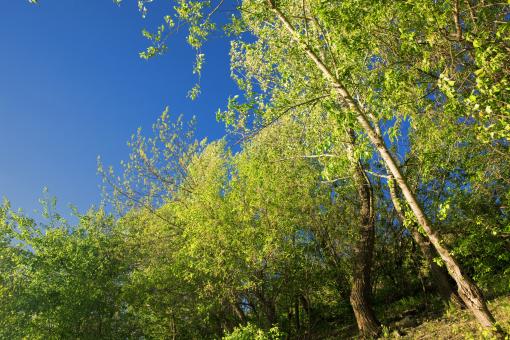 Free Stock Photo of summer