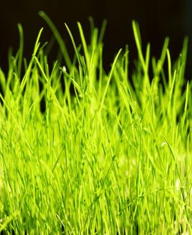Free Stock Photo of spring green grass