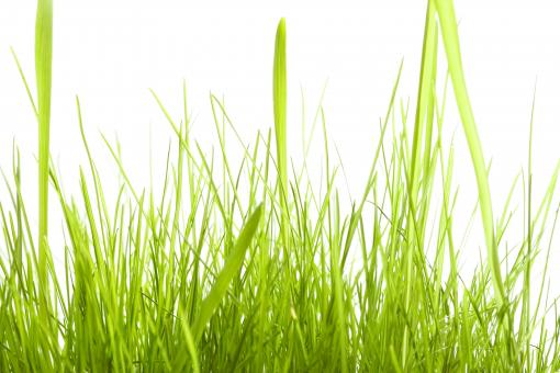 Free Stock Photo of spring green grass