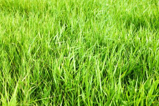 Free Stock Photo of green grass