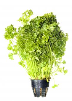 Free Stock Photo of Healthy Eating