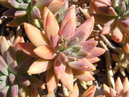 Free Stock Photo of Orange cactus