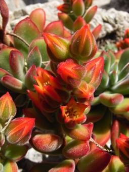 Free Stock Photo of Red cactus flowers
