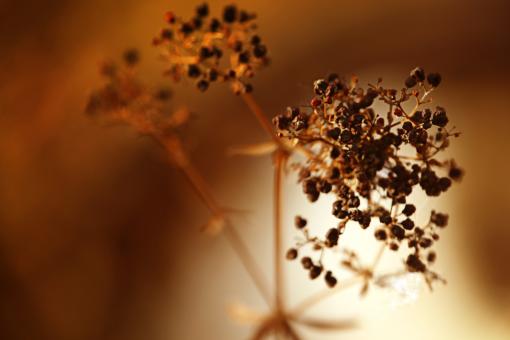 Free Stock Photo of Nature background