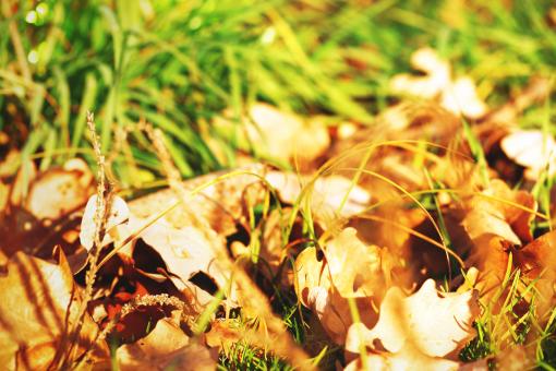 Free Stock Photo of Nature background