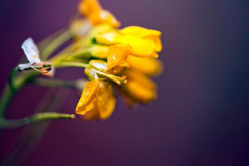 Free Stock Photo of Flowers