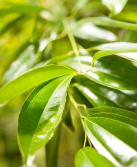 Free Stock Photo of Green Leaves