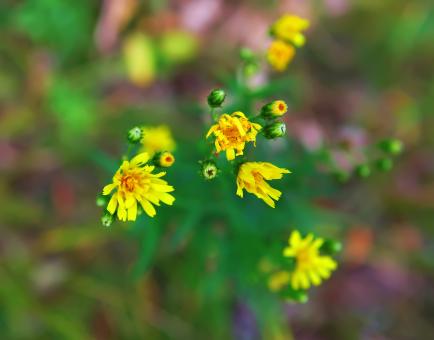 Free Stock Photo of Flowers