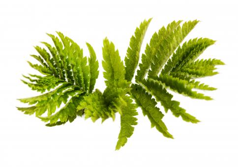 Free Stock Photo of Plant