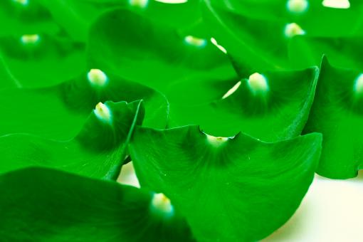 Free Stock Photo of Green rose petals