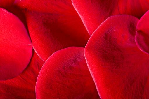 Free Stock Photo of Red rose petals