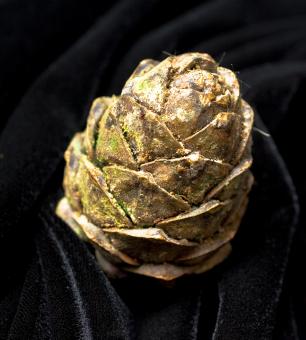 Free Stock Photo of Pine cone