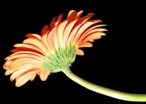 Free Stock Photo of Flower