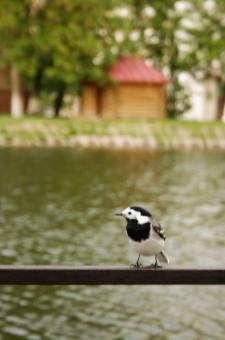 Free Stock Photo of Bird
