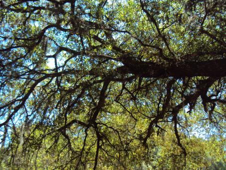 Free Stock Photo of Woods