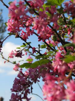 Free Stock Photo of Pink Spring Blossoms